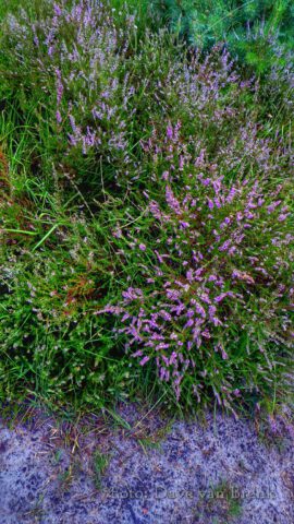 Boxtel – Oisterwijk (11)