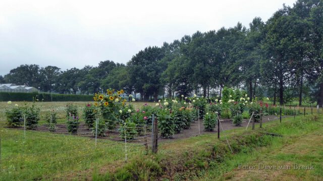 Boxtel – Oisterwijk (2)