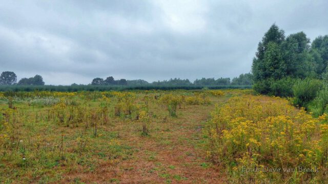 Boxtel – Oisterwijk (3)